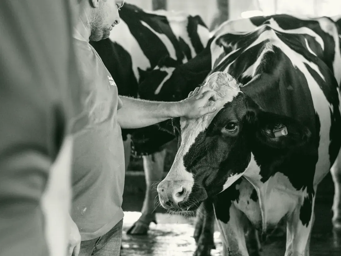On-farm advisory with cattle