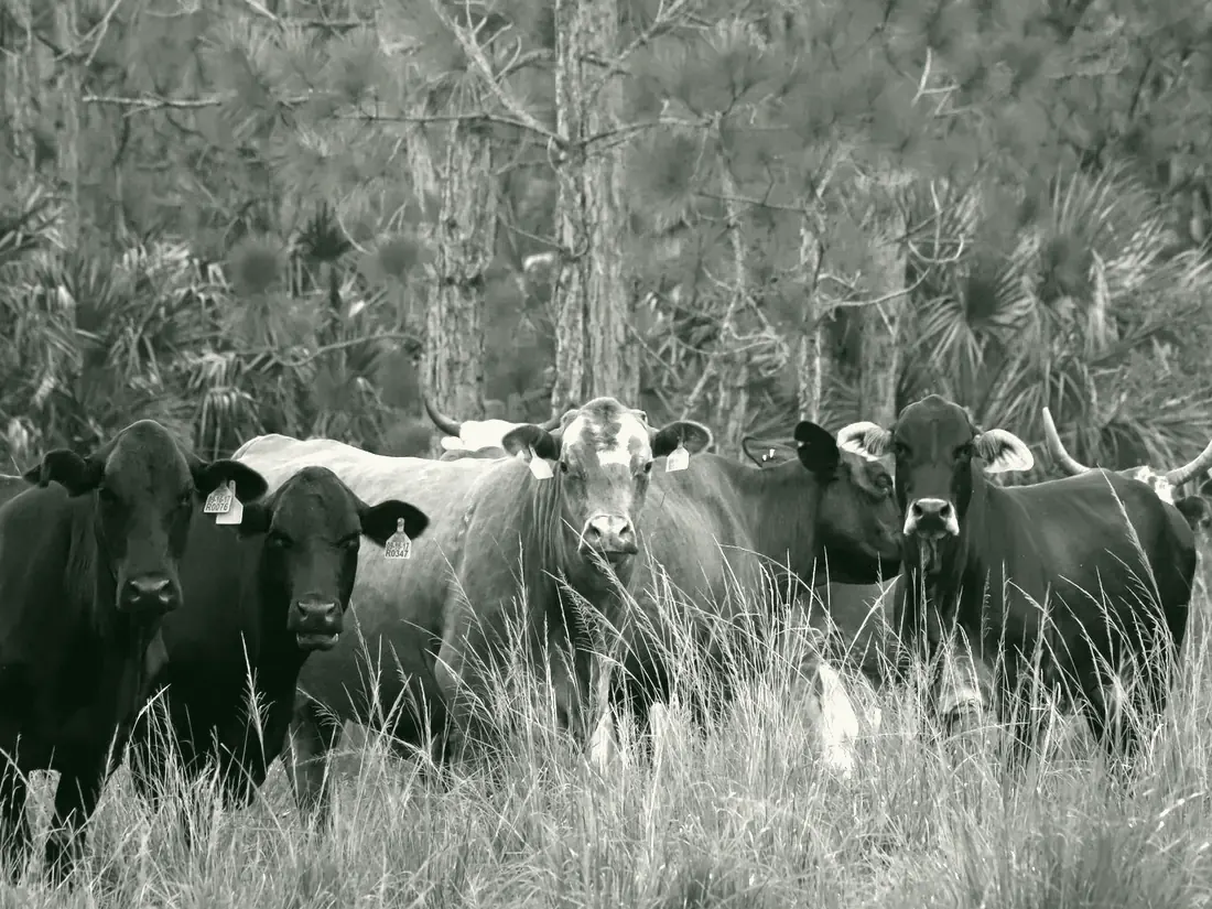 Beef cattle on pasture