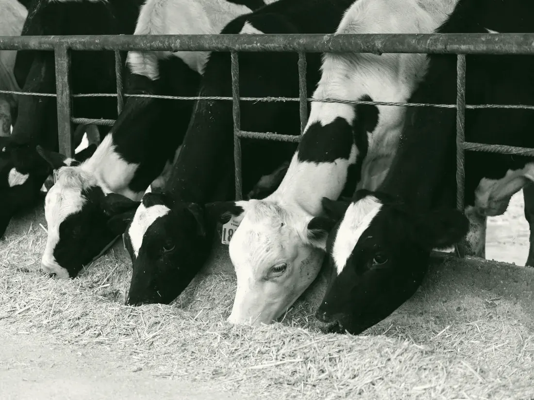 Dairy cows at the feed rail