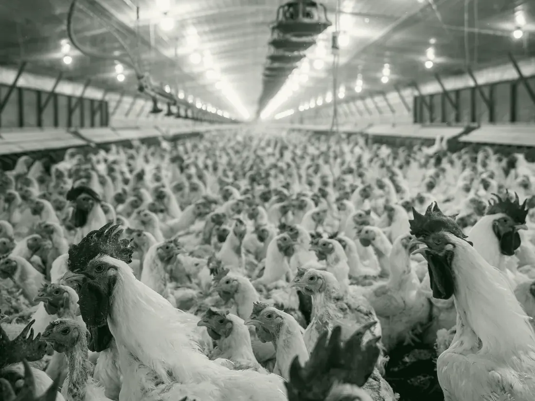 Commercial poultry house