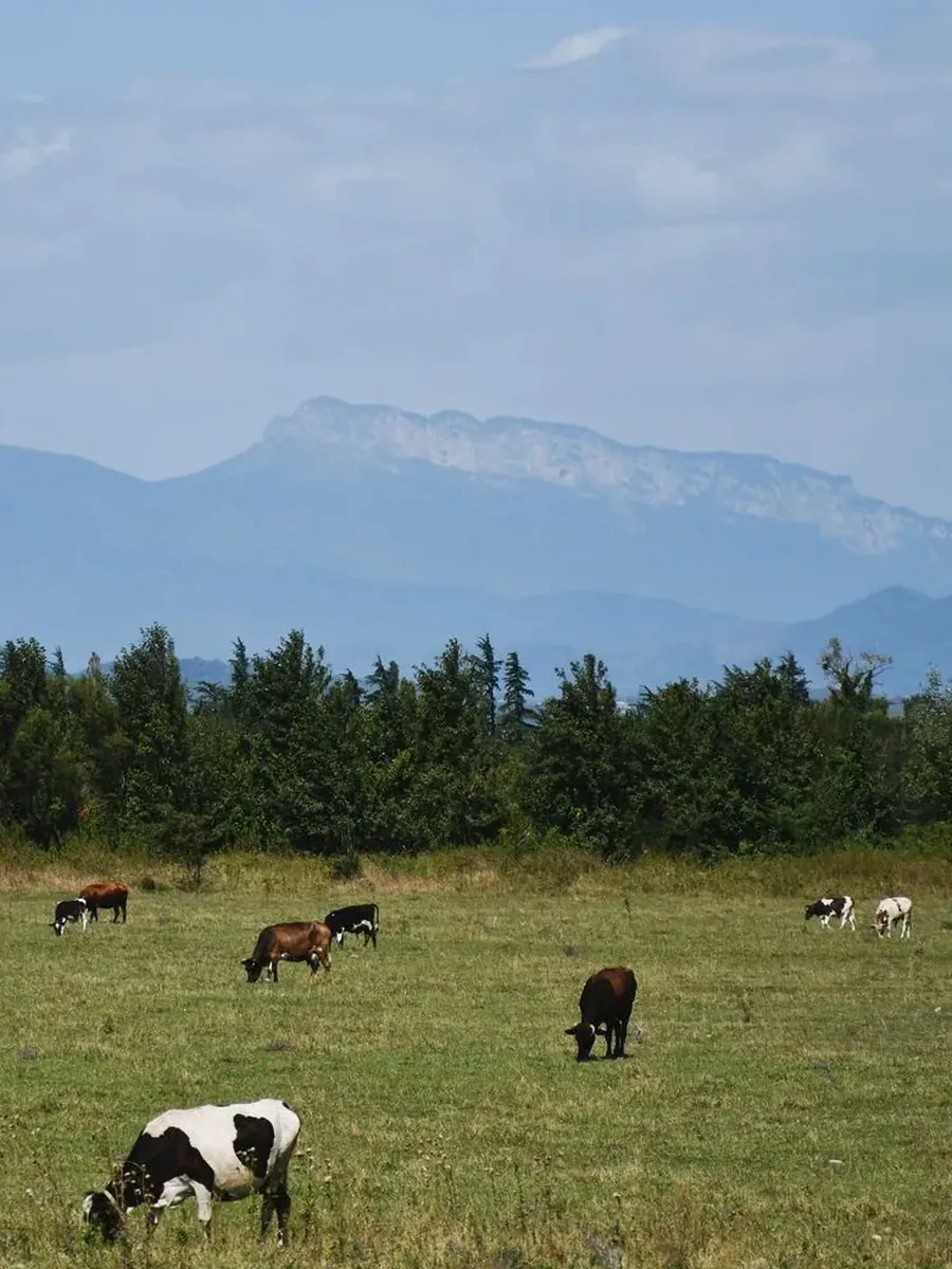 Healthy cattle herd on green pasture