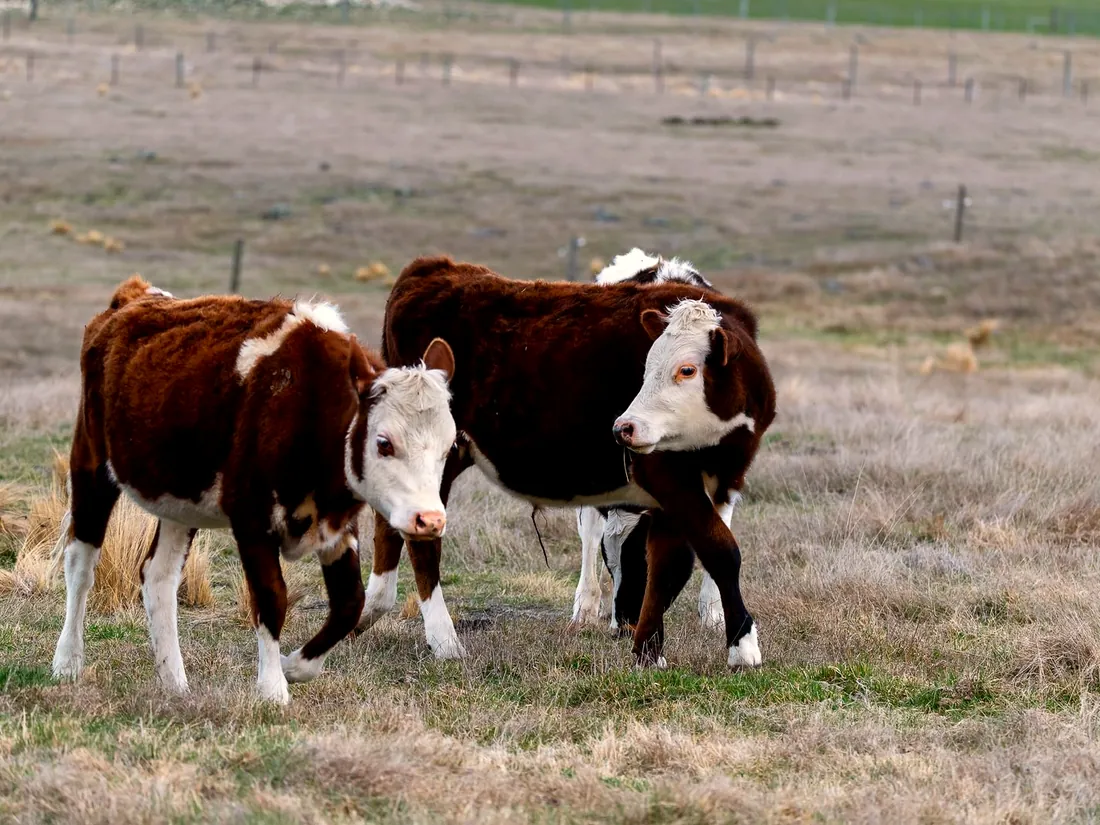 Beef cattle on pasture