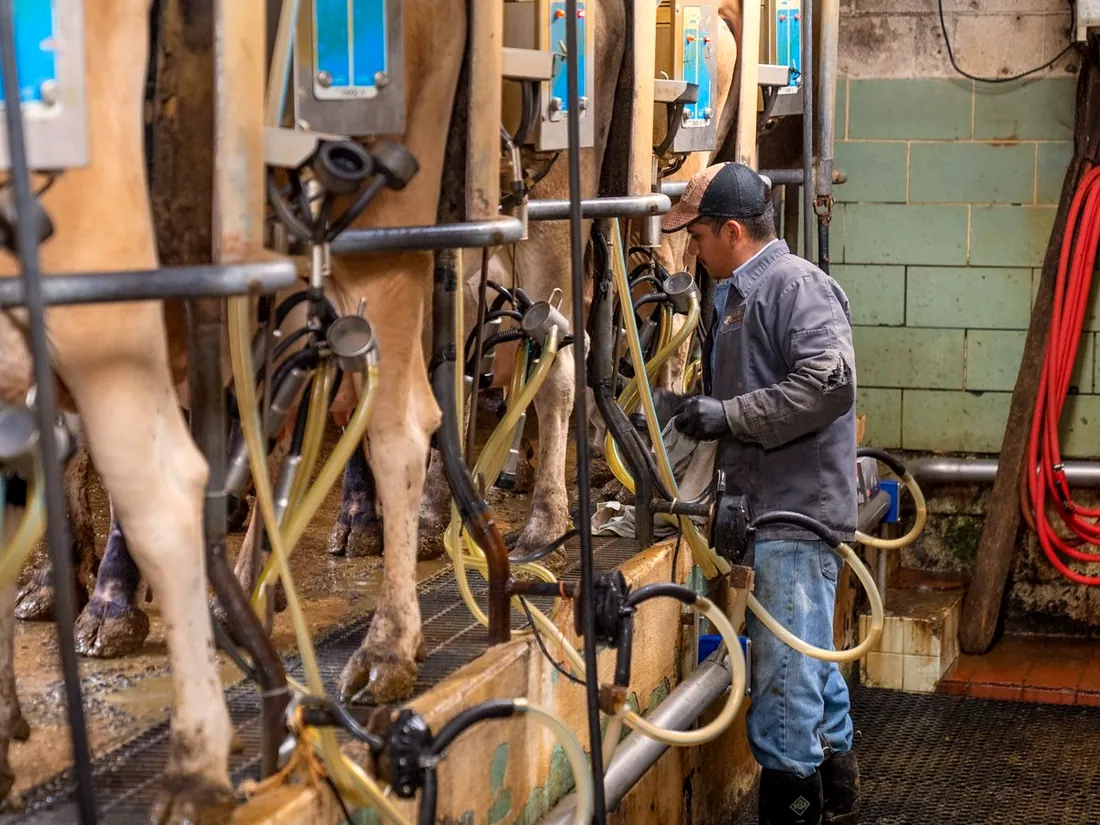 Dairy cows in a milking parlour