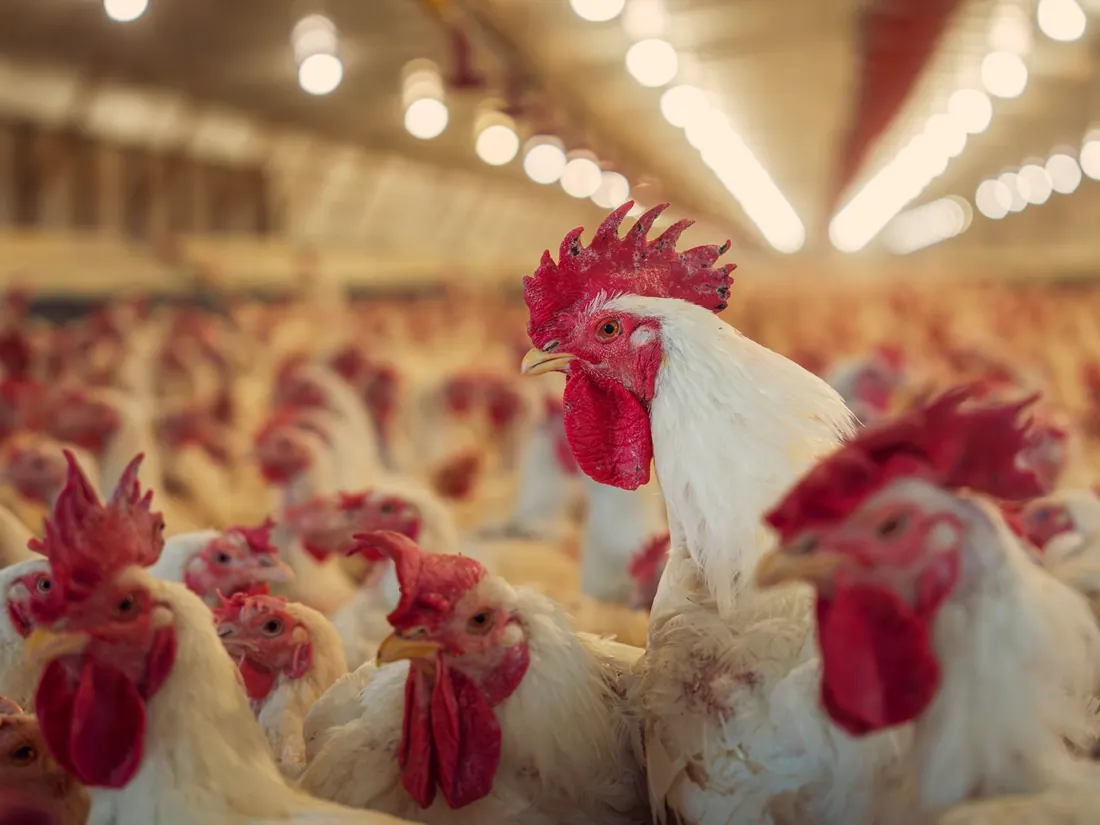 Poultry at a feeder line